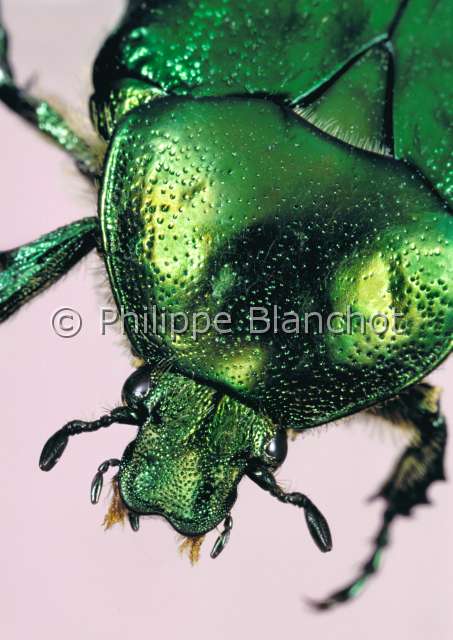 Cetonia aurata.JPG - in "Portraits d'insectes" ed. SeuilCetonia aurataCetoine doreeRose chaferColeopteraCetoniidaeFrance